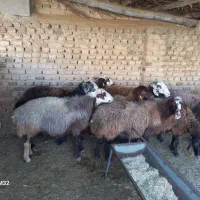 گوسفند و میش آبستن جوان فشندی|حیوانات مزرعه|رامجین, |دیوار