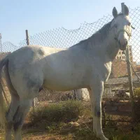 اسب نریان ترکمن|اسب و تجهیزات اسبسواری|کهریزک, |دیوار