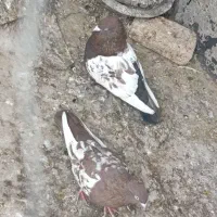 فروش جفت سینه سرخ با سینه تافتی|پرنده|شیراز, حومه شیراز|دیوار