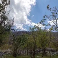 دلفارد  پاگدار