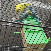 عروس هلندی و مرغ عشق|پرنده|کرمان, |دیوار