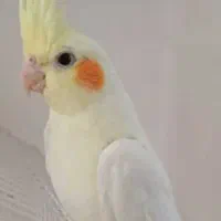 عروس هلندی گمشده