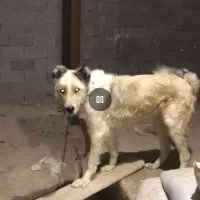 سگ سرابی