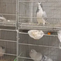 کفتر دمگیر سینه واز خرقه نر ماده بدرنگ|پرنده|اصفهان, شاهزید|دیوار