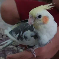 عروس هلندی و طوطی برزیلی