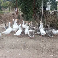 غاز سالم و سر حال