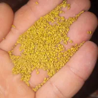 بذر یونجه مرغوب رنجر آمریکایی اصل
