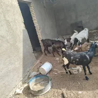 بز ماده|حیوانات مزرعه|بندر ماهشهر, |دیوار