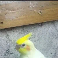 عروس هلندی پیدا شده