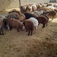 گوسفند زنده پرواری