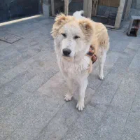 سگ خراسانی افغانی