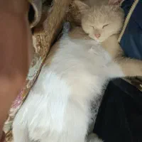 گربه بریتیش