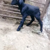 بره زیر میشی شال