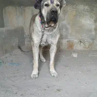 سرابی بینظیر|سگ|تهران, بوستان ولایت|دیوار