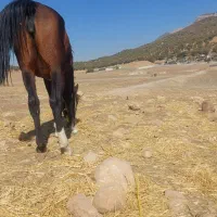 سلام دوستان نوزدین سه سال سر دم گیر شکم خالی|حیوانات مزرعه|بازفت, |دیوار