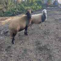 یک جفت گوسفند بالغ