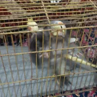 عروس هلندی جوان|پرنده|لاهیجان, جمهوری|دیوار