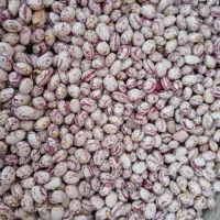فروش عمده یا خرده لوبیا چیتی 6تن