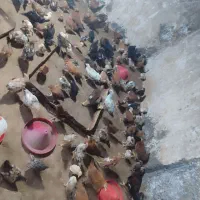 فروش جوجه مرغ از یک ماهه تا سه ماهه