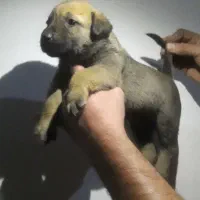 توله مالینویز اصیل جفتش ماده هست|سگ|تهران, جیحون|دیوار