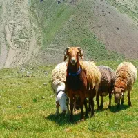 گوسفند زنده مستقیم از کوهستان کلات