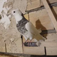 طوقی|حیوانات|میانه, |دیوار