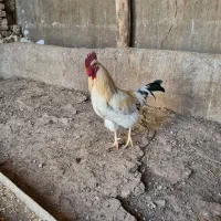 ۱۰۰ عدد خروس محلی سیاه|حیوانات مزرعه|الوند, |دیوار