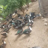 اردک خارجی (اسرائیلی) نر