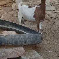 بز صلاصه آبستن و شیشک چاق|حیوانات مزرعه|بیرجند, |دیوار