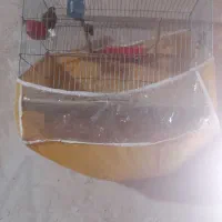 قناری سرخ کبالت پلاک ۲۰۲۴|پرنده|مرودشت, مختارآباد|دیوار