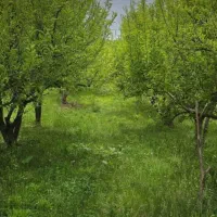 فروش-زمین