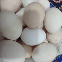 تخم مرغ محلی