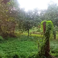 باغ و خانه کلنگی|فروش زمین و ملک کلنگی|نوشهر, |دیوار