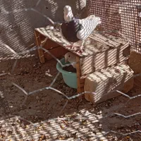 ۷ عدد کبوتر ۵عددطوقی ۲عدد دم سیاه ۲.۷۰۰.۰۰۰|پرنده|شهر بابک, |دیوار