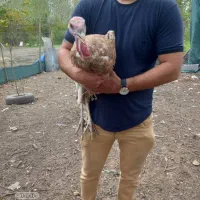 فروش بوقلمون پنج ماه وزن چهار کیلو|حیوانات مزرعه|رشت, حومه رشت|دیوار