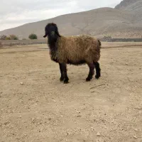 میش دوبر بختیاری|حیوانات مزرعه|شیراز, محمدیه|دیوار
