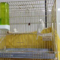 قناری|پرنده|محمدیه-قزوین, |دیوار