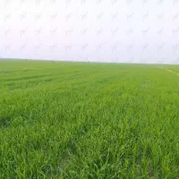 زمین کشاورزی ۷ هکتار سند تک برگ