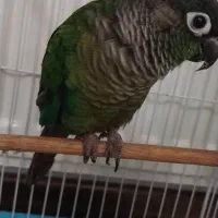 گرینچیک سخنگو