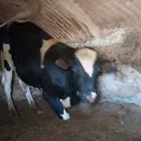 گوساله نر