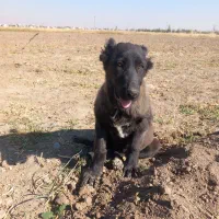 توله ماده افغان