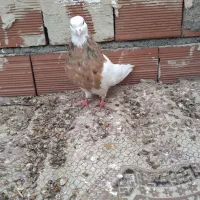 کبوتره کلفه سرورنروفیلی نر