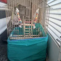 قفس بزرگ