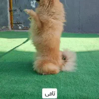 مربی واموزش سگ گارد واپارتمانی|خدمات آموزشی|شیراز, میانرود|دیوار