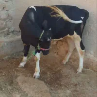 فروش گاو نر هلشتاین