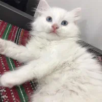 گربه|گربه|گرگان, |دیوار