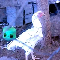 مرغ و خروس لاری