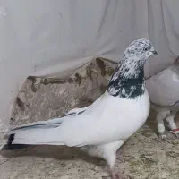 تهرانی کبوتر