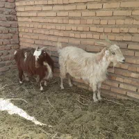بز شیری