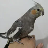 جوجه عروس هلندی دونخور